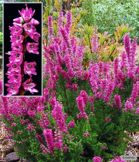 Calluna vulgaris 'Darkness'