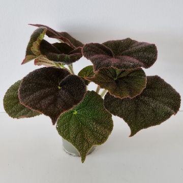 Begonia masoniana RIVER