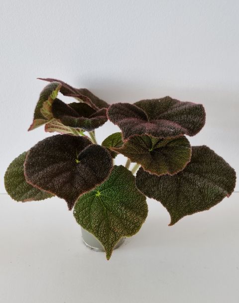 Begonia masoniana RIVER