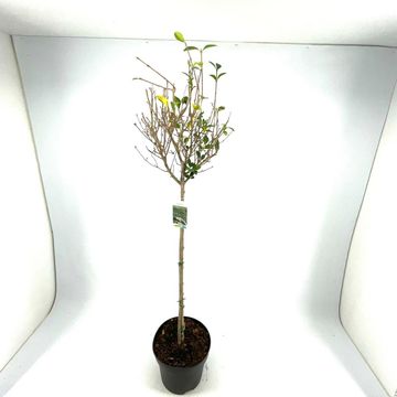 Ligustrum ovalifolium