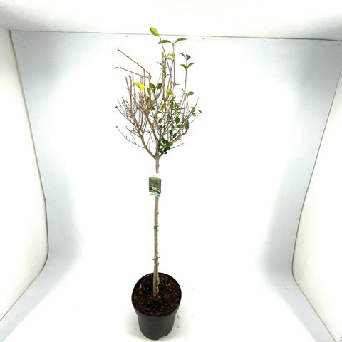 Ligustrum ovalifolium