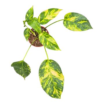 Epipremnum pinnatum 'Yellow Flame'