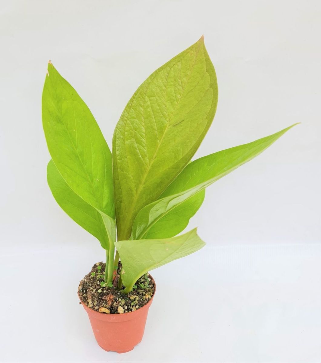 Anthurium jenmanii 'Gold'  Plant Wholesale FlorAccess