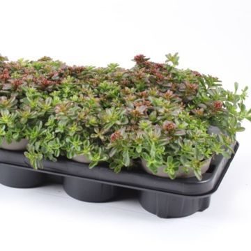 Sedum spurium