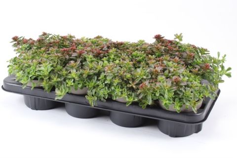 Sedum spurium