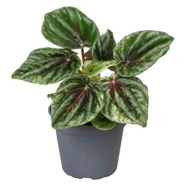 Peperomia caperata 'Buenos Aires'