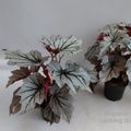 Begonia 'Looking Glass'