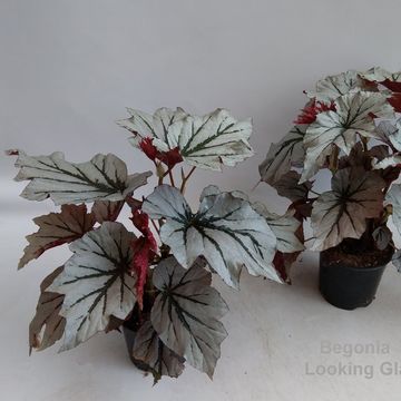Begonia 'Looking Glass'