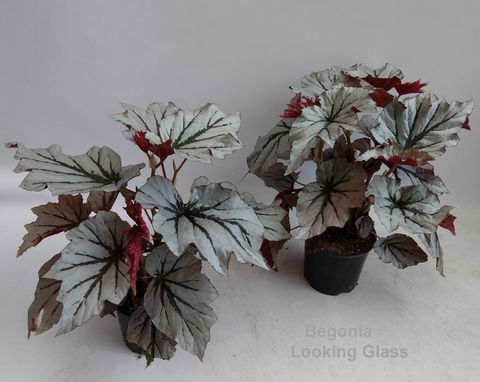 Begonia 'Looking Glass'