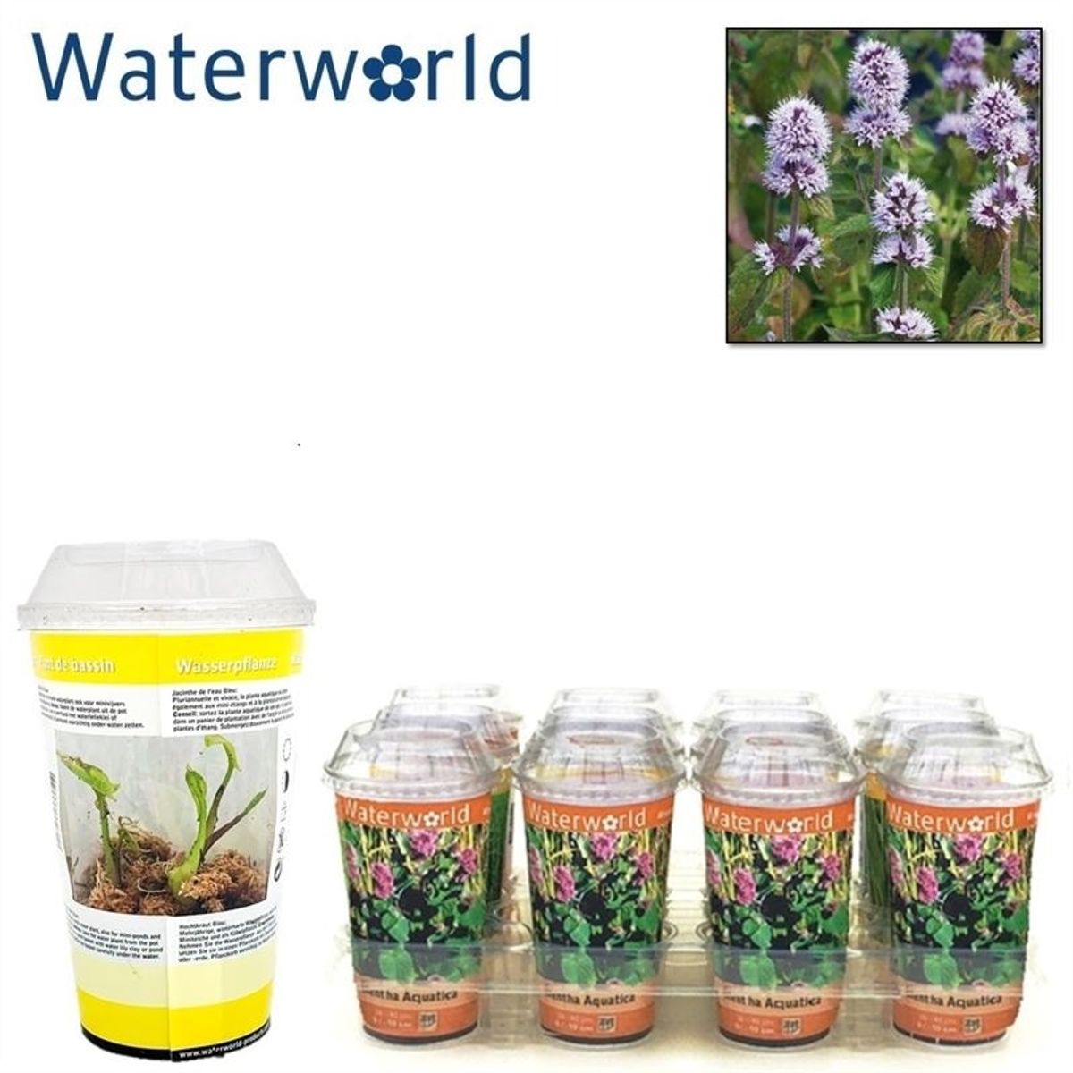Mentha aquatica — Plant Wholesale FlorAccess