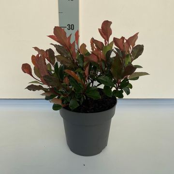 Фотиния x fraseri 'Little Fenna'