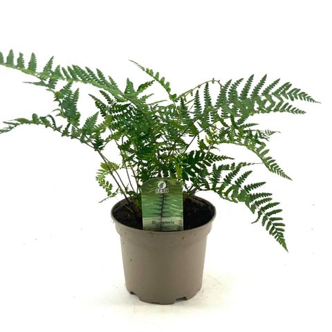 Dryopteris wallichiana