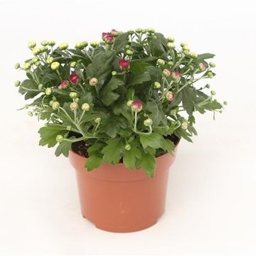 Chrysanthemum ROSANNA CARNEVAL MIX
