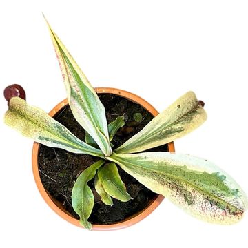 Nepenthes 'Viking' x Nepenthes ampullaria 'Variegata'