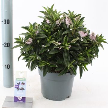 Hebe ADDENDA EARLY WHITE