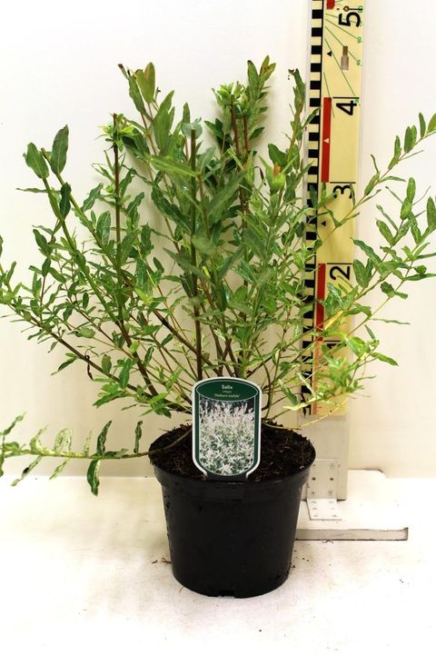 Salix integra 'Hakuro-nishiki'