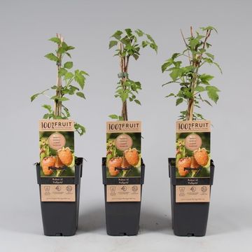 Rubus idaeus 'Fallgold' Rubus idaeus 'Fallgold'