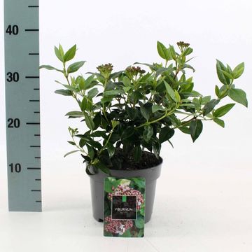 Viburnum tinus 'Eve Price'