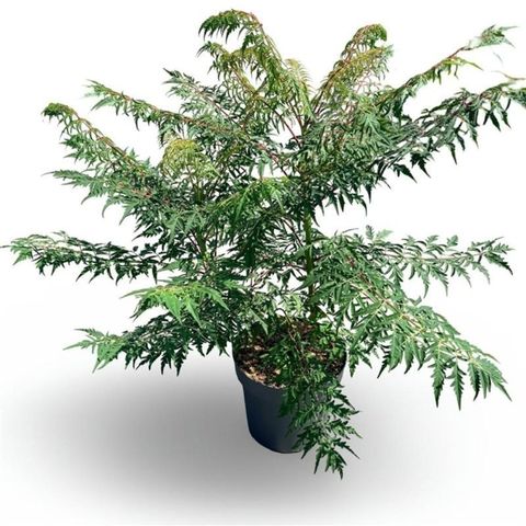 Rhus glabra 'Laciniata'