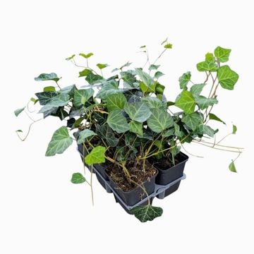 Hedera helix 'Woerner'