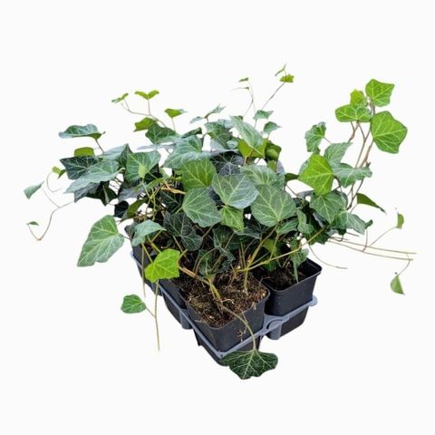 Hedera helix 'Woerner'