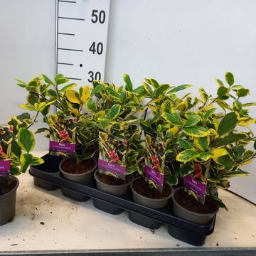 Ilex x altaclerensis 'Golden King'
