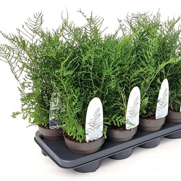 Dryopteris filix-mas 'Linearis Polydactyla'