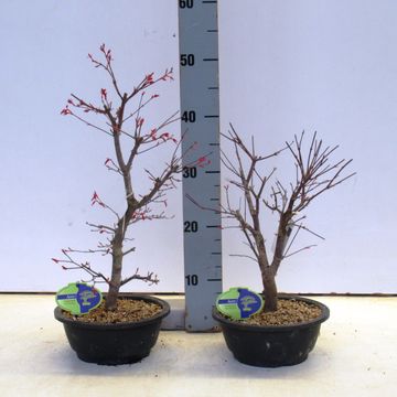 Acer palmatum 'Deshôjô'