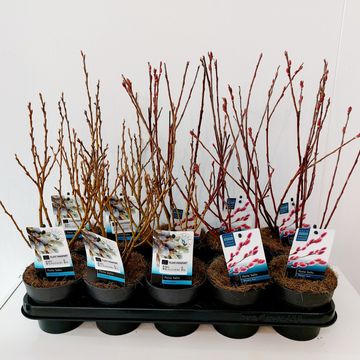 Salix MIX