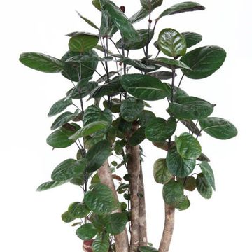 Polyscias 'Fabian'
