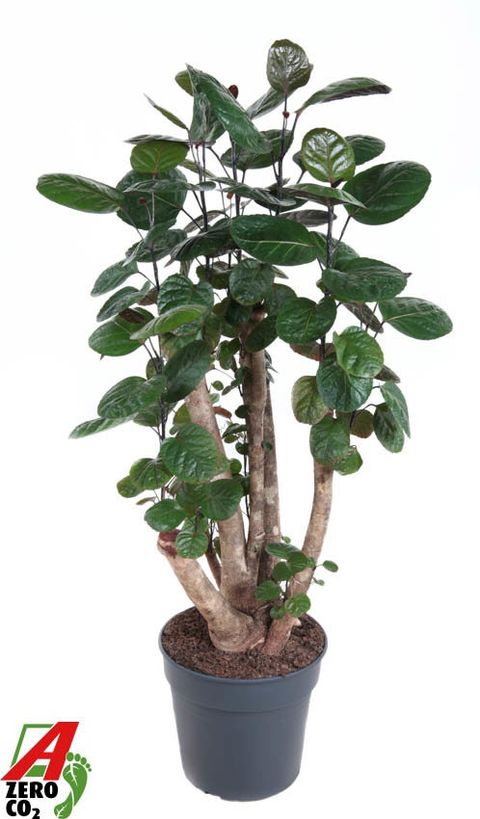 Polyscias 'Fabian'
