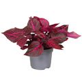 Iresine herbstii 'Rich Redstar'