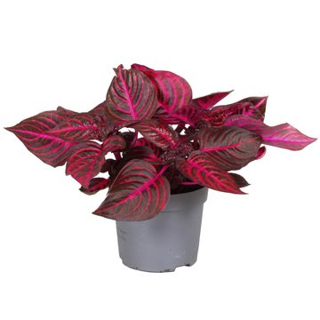 Iresine herbstii 'Rich Redstar'
