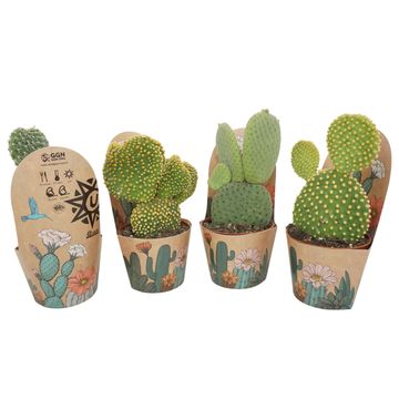 Opuntia MIX
