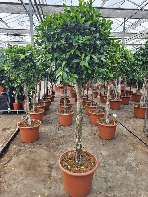 Ficus nitida