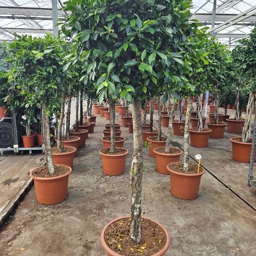 Ficus nitida