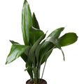 Aspidistra elatior