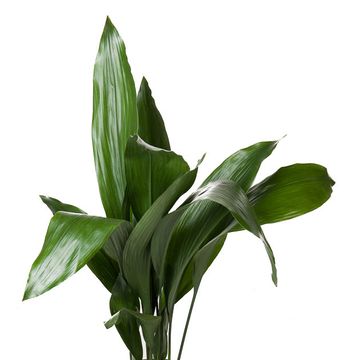 Aspidistra elatior