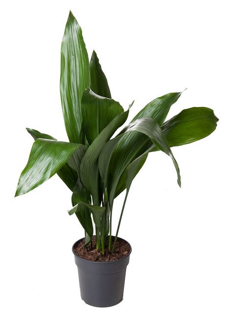 Aspidistra elatior