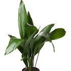 Aspidistra elatior