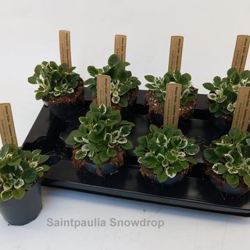 Saintpaulia SNOWDROP