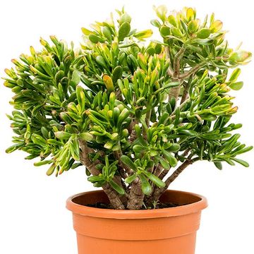 Crassula ovata 'Sunset'