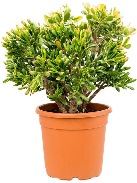 Crassula ovata 'Sunset'