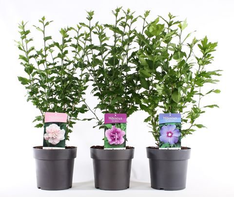 Hibiscus syriacus MIX