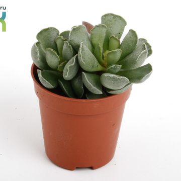 Adromischus cristatus