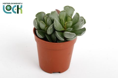Adromischus cristatus