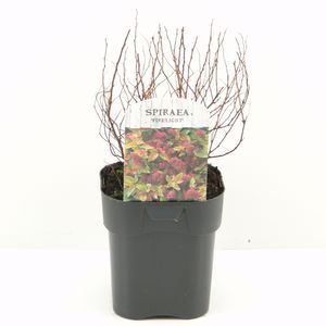 Spiraea japonica 'Firelight' (Hooftman boomkwekerij)