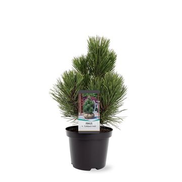 Pinus heldreichii 'Compact Gem'
