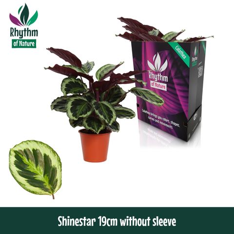 Calathea roseopicta SHINESTAR