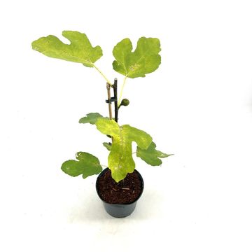 Ficus carica LITTLE MISS FIGGY